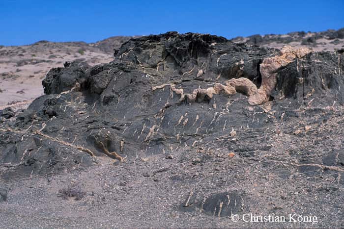 Veine d'anatexite. Ce type de roche est issu de la fusion partielle des roches dans la croûte terrestre. © Christian König, DR