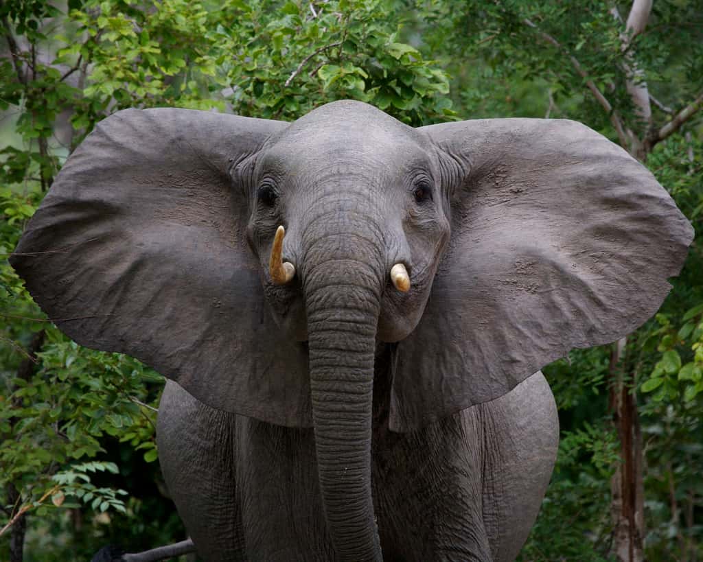 La survie des éléphants de Namibie peut être compromise lors des années sèches. © Cris Pierry, Flickr, CC by-nc-nd 2.0