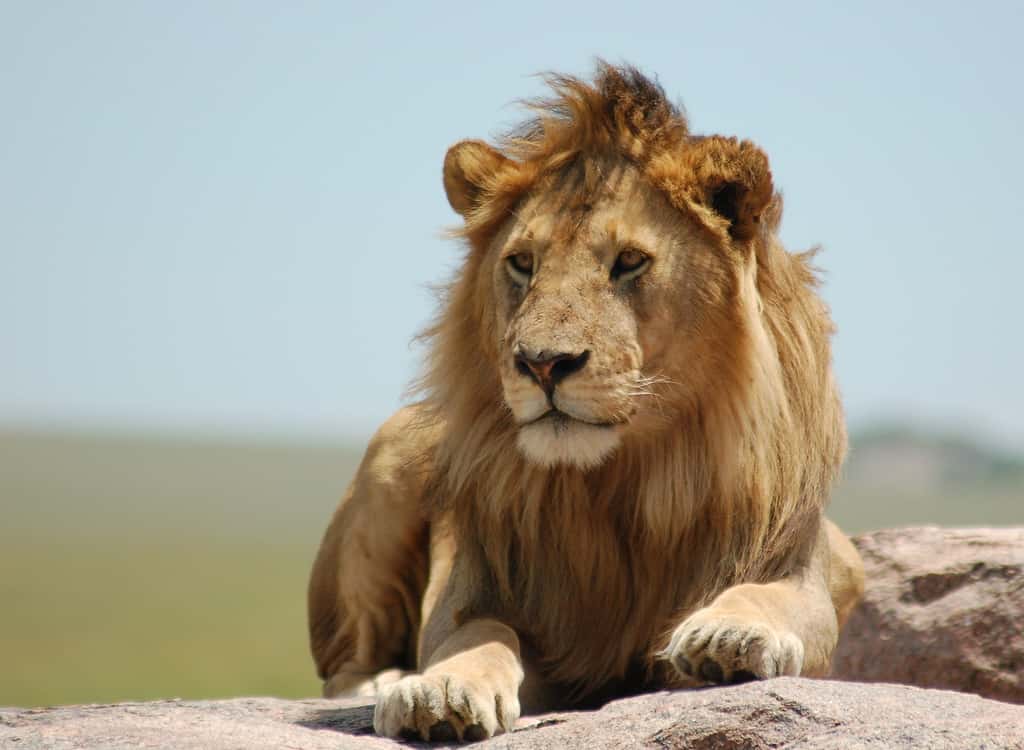 Le lion nécessite plus de dix kilogrammes de viande par jour. © Charkie Kindel, CC by-nc-sa 2.0