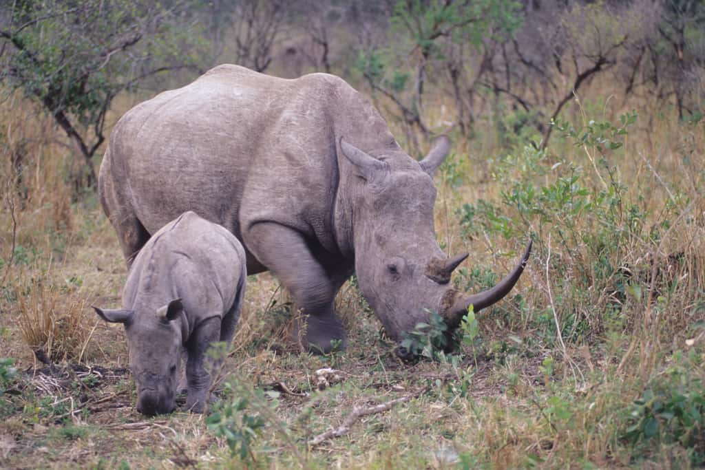 On trouve de nombreux rhinocéros en Namibie. Ceux-ci sont menacés par la chasse. © Mazzaki, CC by-sa 2.0