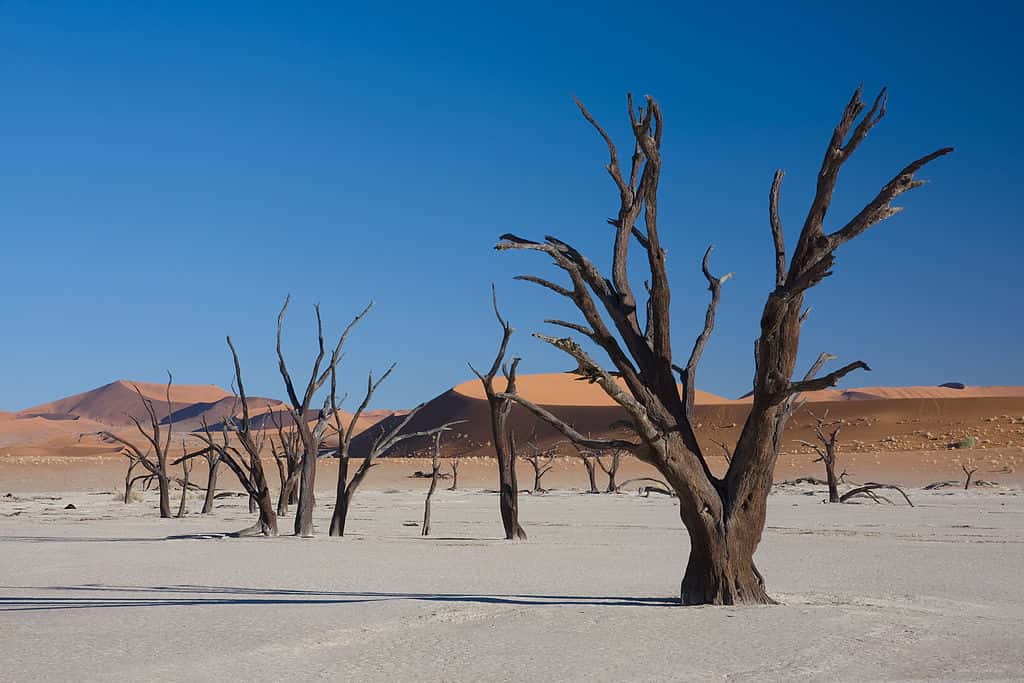 Des acacias (<em>Acacia erioloba</em>) morts à Dead Vlei, près de Sossusvlei, en Namibie. © Ikiwaner, Wikimedia Commons, GNU 1.2