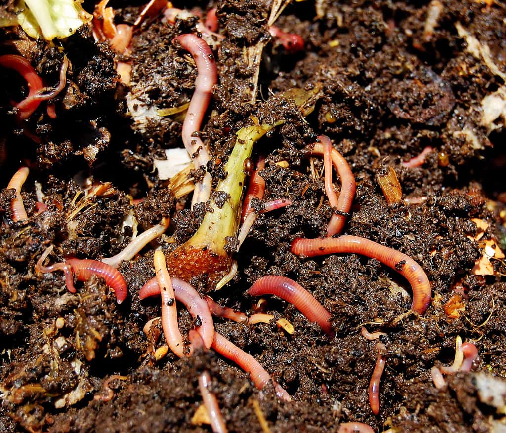 Compost avec vers de terre. Il est important de ne pas y ajouter de feuillages issus de plantes malades. © Loosends, Flickr, CC by-sa 2.0