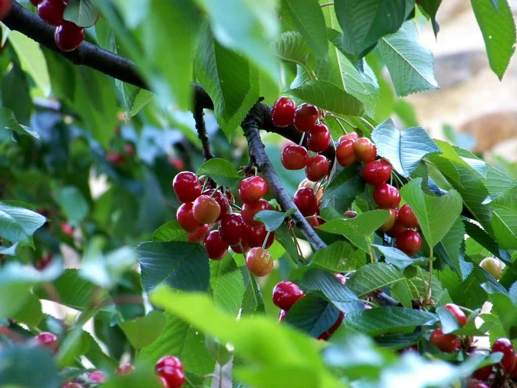 Pour ceux qui veulent obtenir des fruits plus rapidement, l’installation d’arbres fruitiers déjà bien poussés est une solution. © Cassiopée2010, Flickr, CC by-nc-sa 2.0
