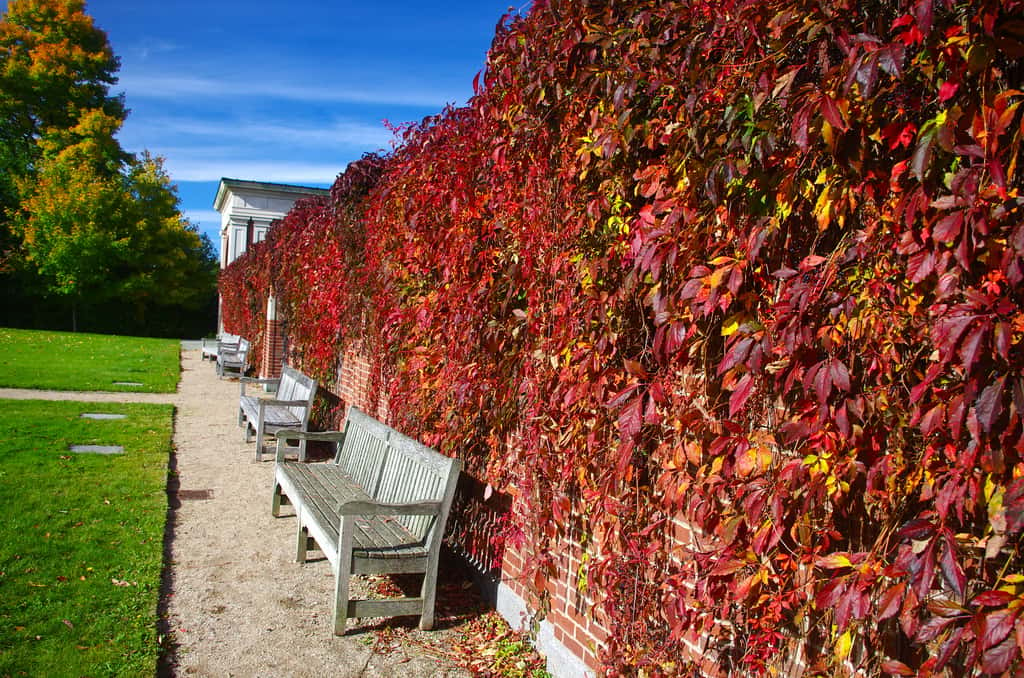 La vigne vierge peut offrir un joli contraste par rapport à une pelouse par exemple. © Magnolia 1000, Flickr, CC by-nc-sa 2.0