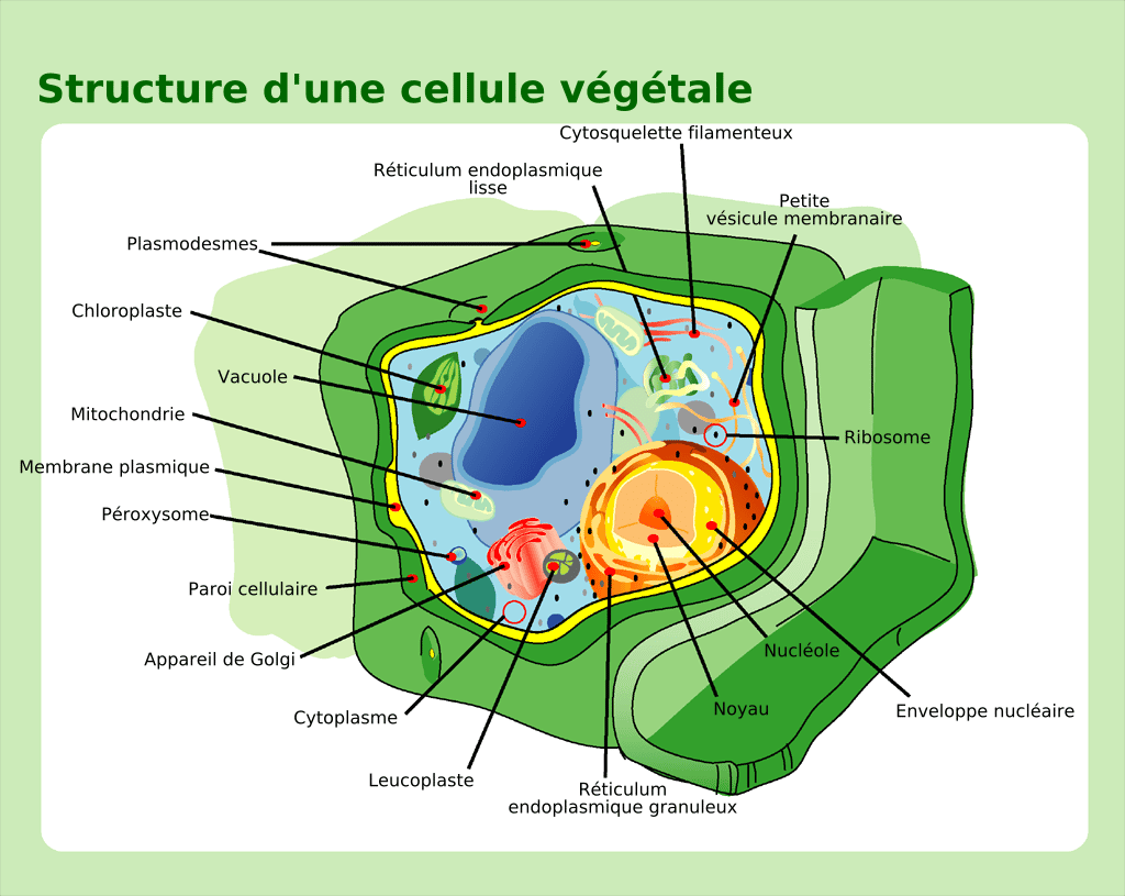 Eucaryote : structure typique d'une cellule végétale. © LadyofHats (Mariana Ruiz), DP