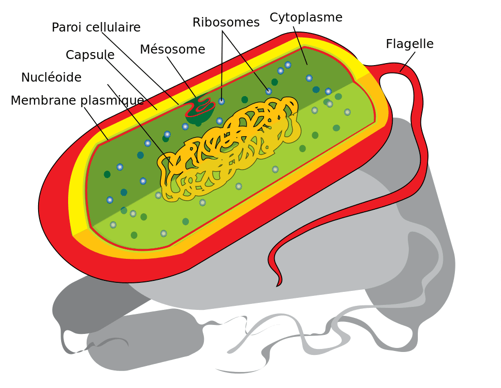 Structure typique d'une cellule procaryote. Ces organismes unicellulaires contiennent une ou plusieurs molécules d’ADN (ici en orange). © Ladyofhats, DP