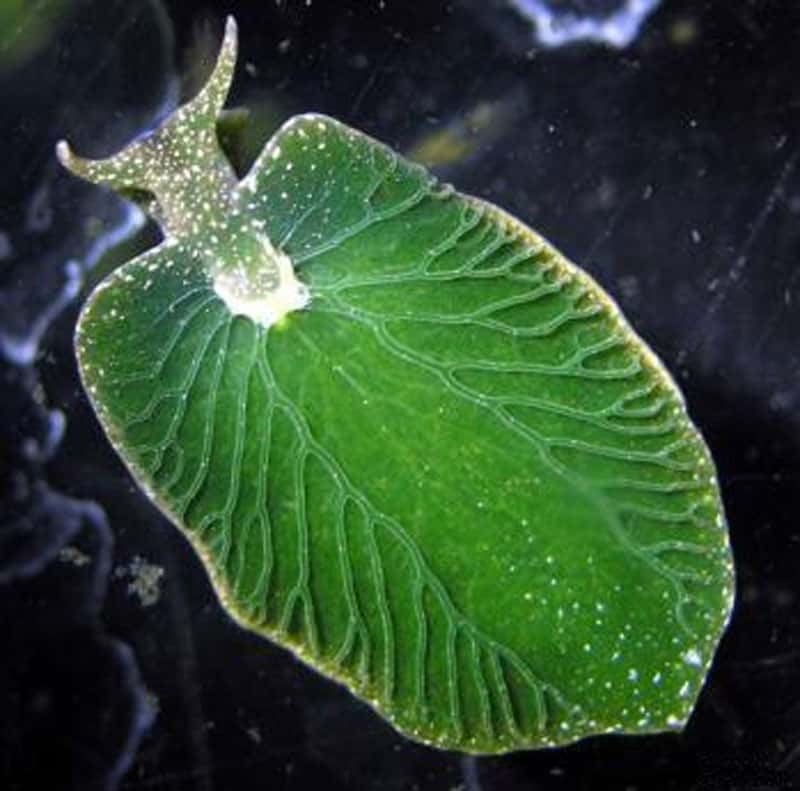La limace de mer, <em>Elysia chlorotica. </em>Cet animal de couleur verte se nourrit d’algues photosynthétiques et capture leurs chloroplastes. La limace s’alimente alors comme une plante : d’eau, d’air et de lumière. L’ADN de la limace contient des instructions génétiques permettant de faire fonctionner ces « usines photosynthétiques » prélevées dans les algues, car elle a intégré certains gènes de cette proie au sein de son propre matériel héréditaire. Cet animal est donc devenu une limace-bactérie. © EOL Learning and Education Group, cc by 2.0