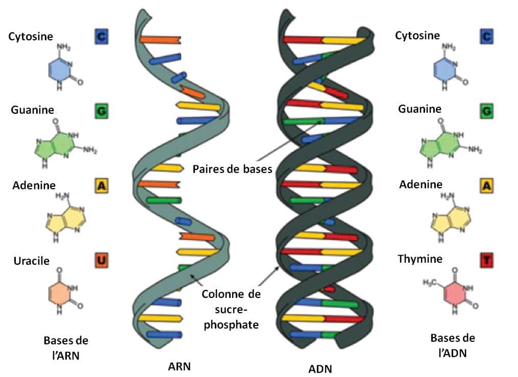 Détail de la structure et de la composition des acides nucléiques. L’ARN est un autre support de l’information génétique. Il porte aussi des instructions codant notamment les caractéristiques de certains virus. L’ARN peut aussi fournir une copie des instructions de l’ADN à l’issue du processus de transcription, durant lequel les bases de l’ADN sont copiées en bases d’ARN. © Sônk, CC by-sa 3.0