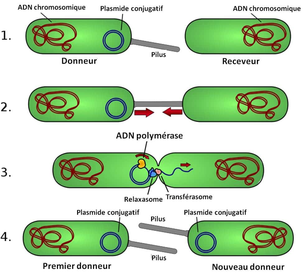 Le phénomène de conjugaison. Une bactérie porteuse d’ADN sous forme chromosomique (en rouge) et sous forme d’un plasmide conjugatif (en bleu) peut servir de donneuse d’instructions génétiques. Le plasmide conjugatif code la formation d’un pilus qui va amarrer la bactérie qui le contient à une autre bactérie. Ce plasmide code aussi des mécanismes moléculaires lui permettant de transférer un des brins de son ADN dans la cellule à laquelle son hôte bactérien est accroché. À la fin du processus, les instructions génétiques portées par le plasmide sont présentes dans les deux bactéries. © Adenosine, CC by-sa 3.0