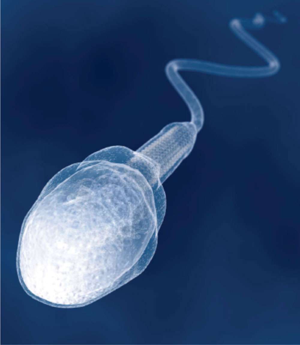 Image d’un spermatozoïde, montrant la tête, la queue en fouet et la pièce intermédiaire dont la partie centrale filamenteuse contient de nombreuses mitochondries, productrices de l’énergie nécessaire au mouvement de la queue et à la propulsion. © Dunod