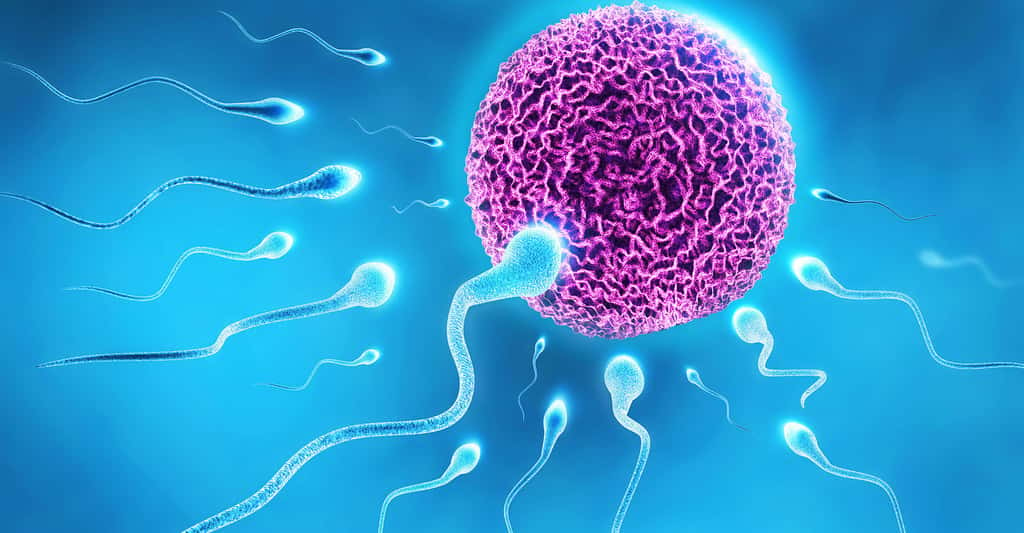 Spermatozoïdes entourant un ovule juste avant la fécondation. ©Razvan Ionut Dragomirescu, Shutterstock