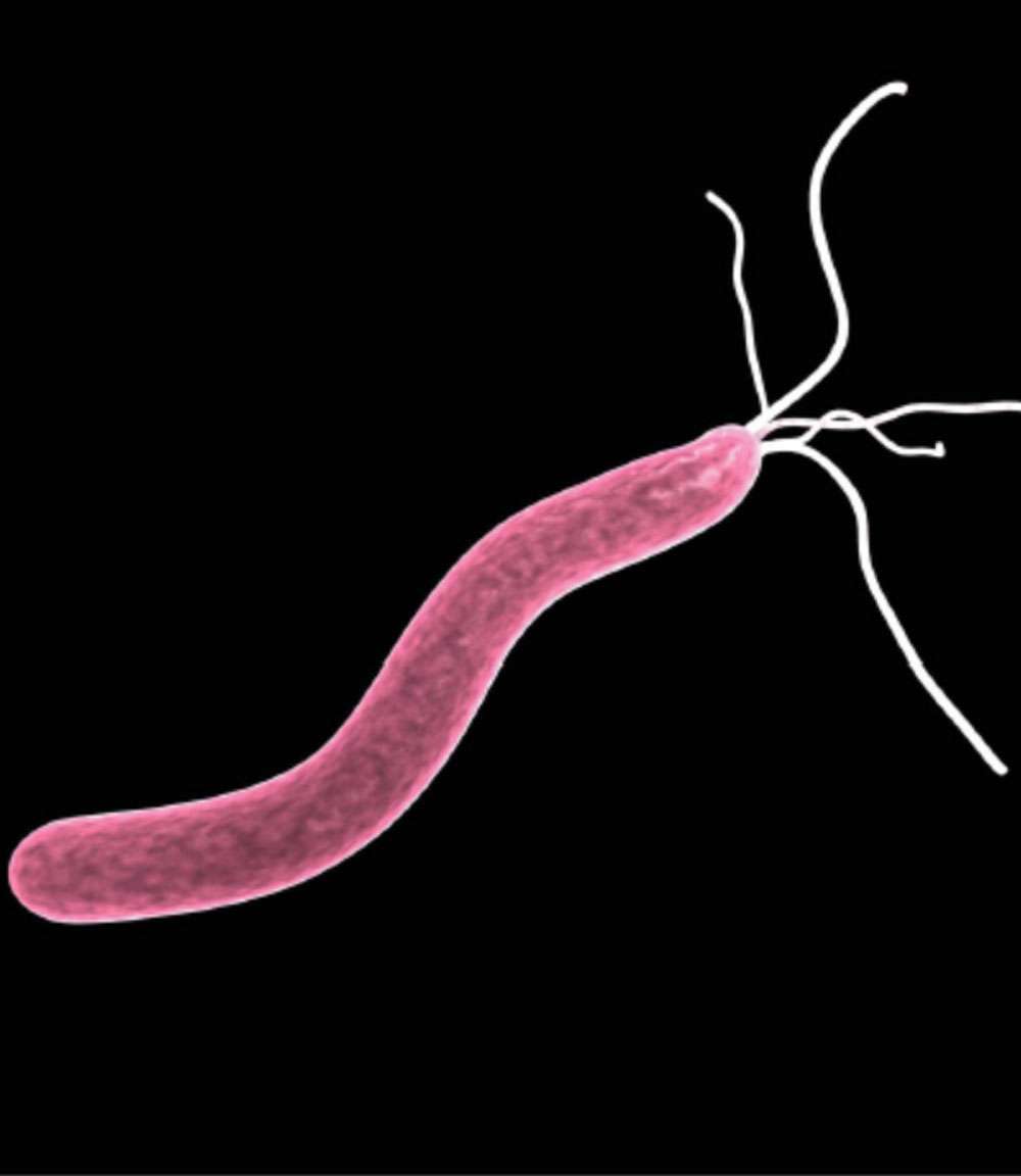Représentation artistique de <em>Helicobacter pylori</em> avec ses flagelles (petites queues en fouet, au nombre de quatre ou six), qui permettent à la bactérie de se déplacer à travers le mucus et d’atteindre l’épithélium de l’estomac. © Dunod