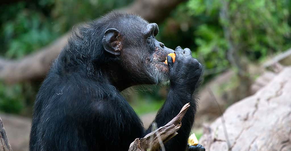 Alimentation des chimpanzés