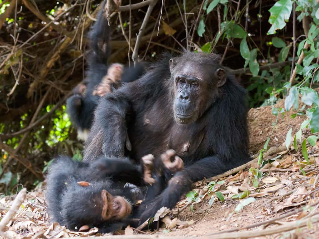 Femelle chimpanzé et son petit. © Ikiwaner, GNU 1.2