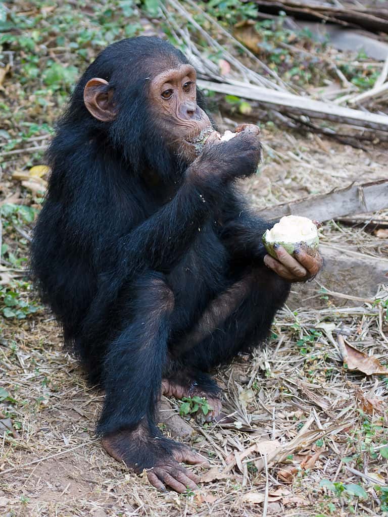 Jeune chimpanzé dégustant un fruit, l’une des nombreuses sources de son alimentation. © GNU 1.2