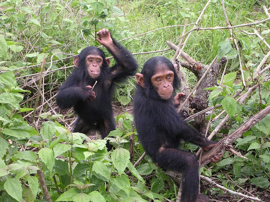 Jeunes chimpanzés du sanctuaire Jane Goodall de Tchimpounga (Congo-Brazzaville). © Delphine Bruyère, CC by nc 3.0