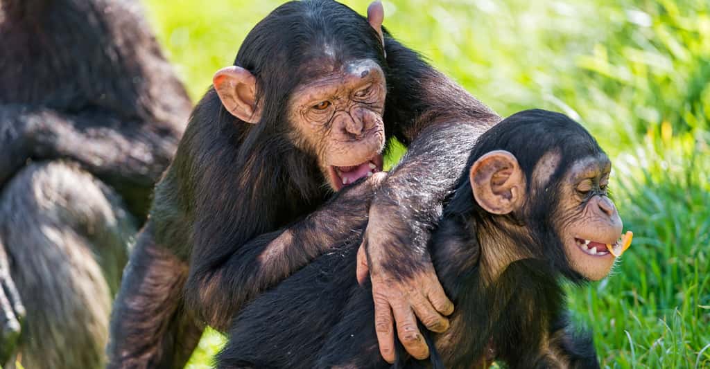 Jeunes chimpanzés jouant. © Tambako The Jaguar, CC by-nc 2.0
