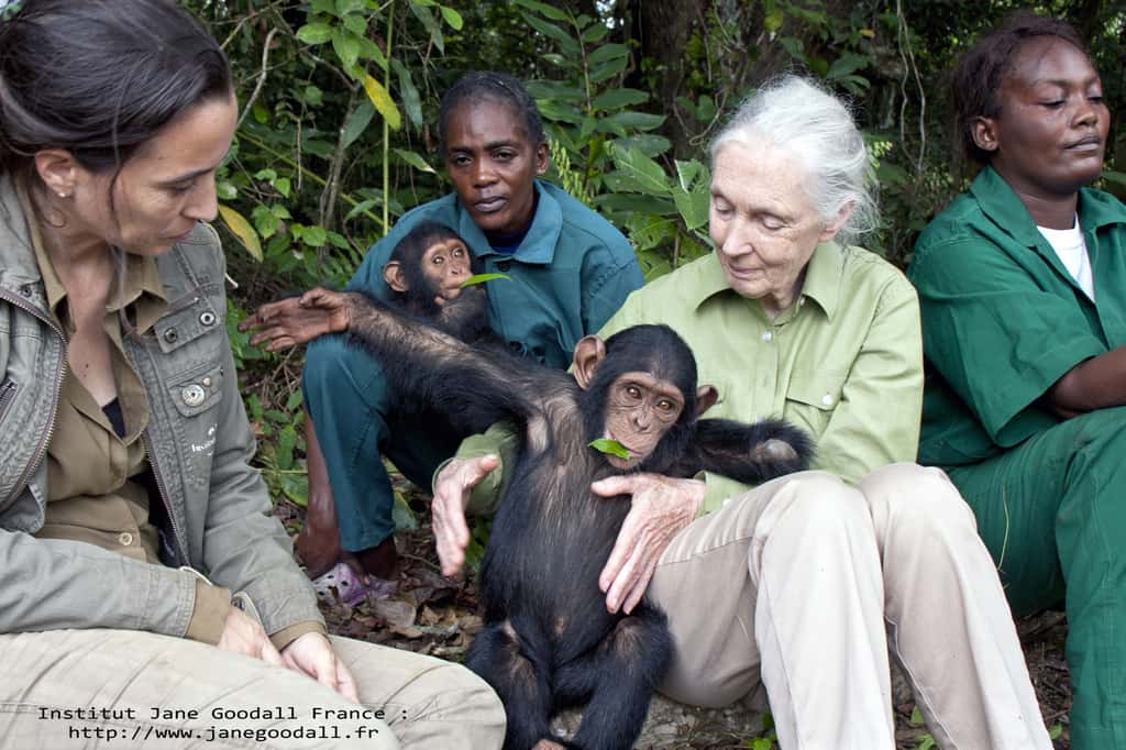 Jane Goodall et des équipes du sanctuaire de Tchimpounga avec Anzac, jeune chimpanzé orphelin au centre de réhabilitation de l'institut Jane Goodall au Congo-Brazaville. © Institut Jane Goodall