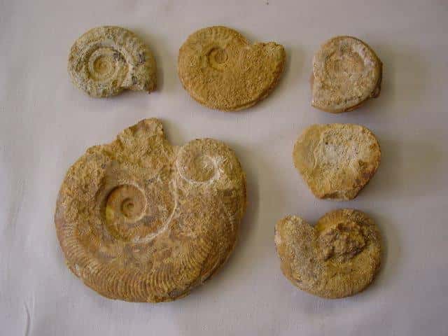 Ces ammonites, photographiées à Thouars, sont des fossiles caractéristiques du Toarcien. © CMPB 