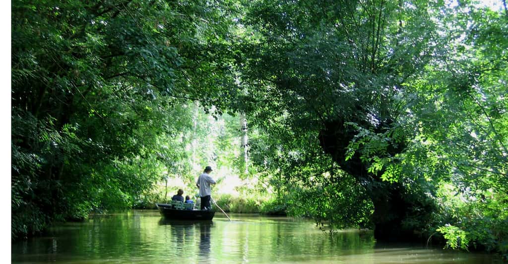 Promenade en barque dans le Marais Poitevin. © Gilbert Bochenek, Wikipedia, CC by-nc 1.0 