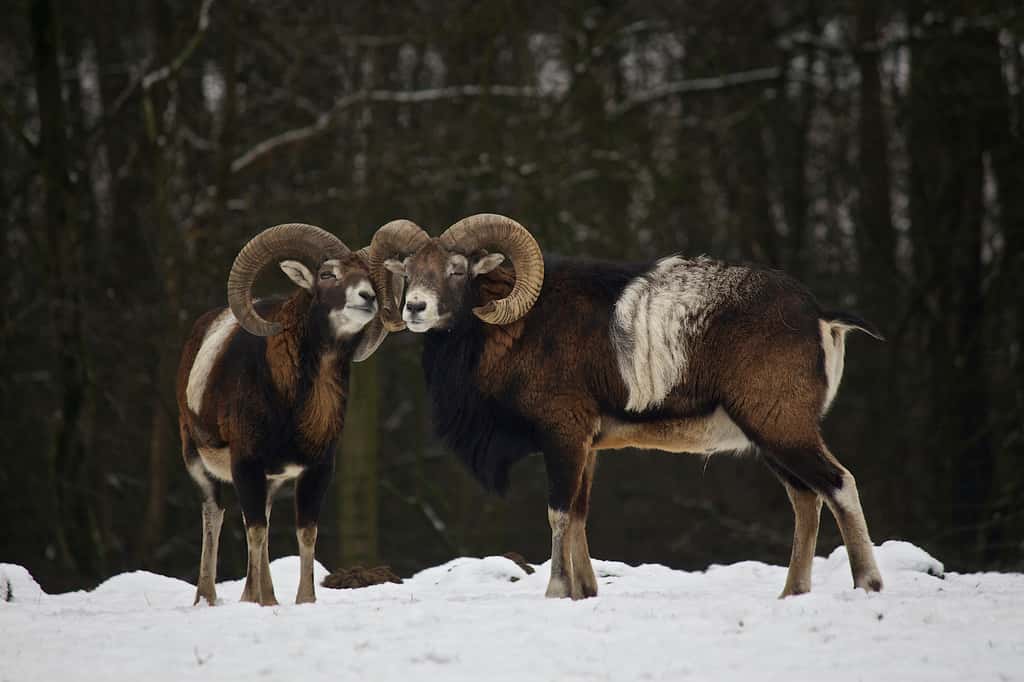 Mouflons. © Missud, CC by-nc 2.0