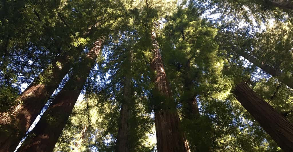 La forêt de Muir Woods : les séquoias géants