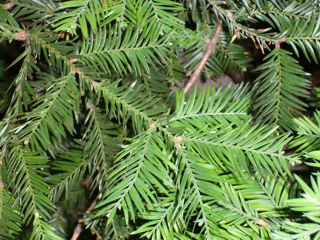 Feuille de <em>Sequoia sempervirens.</em>  © JFK Com - GNUFDL 1.2