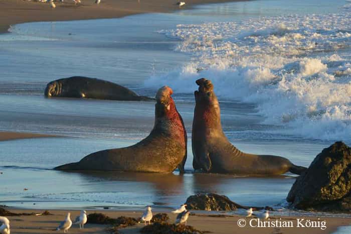 Éléphants de mer dans l'attitude du combat. © Christian König - Tous droits réservés 