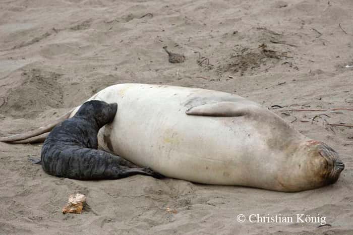 L'heure du goûter pour le petit éléphant de mer :-) © Christian König - Tous droits réservés 