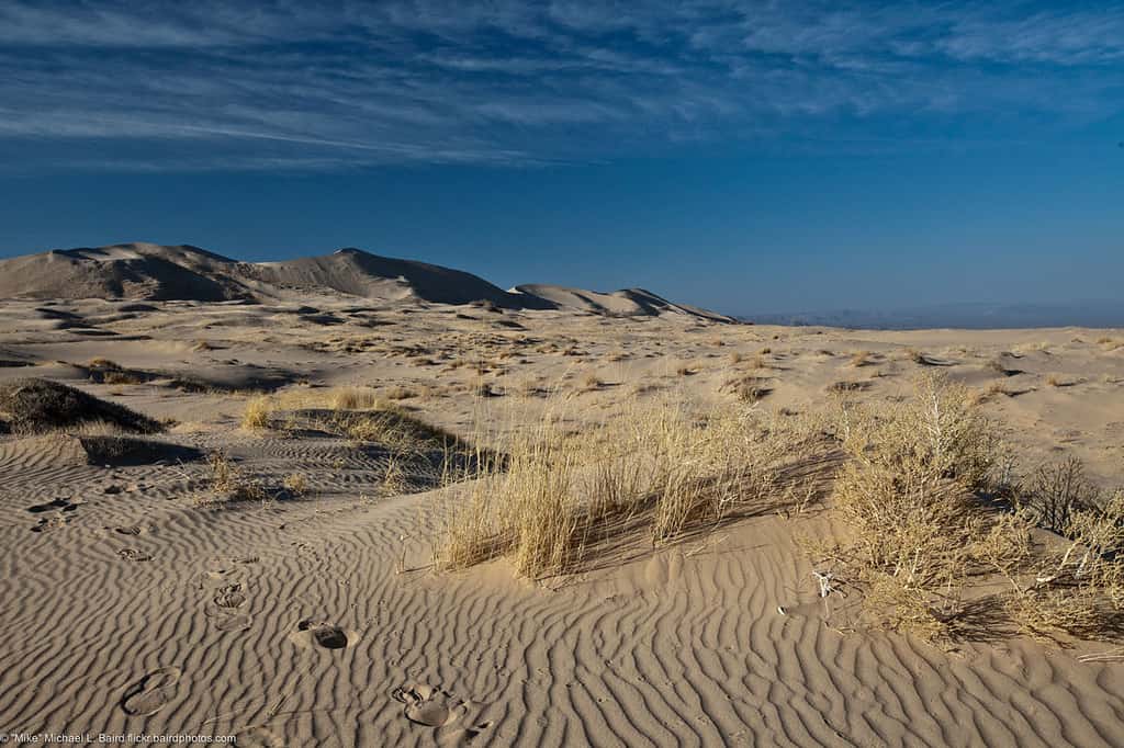 Dunes de Kelso © Mike Baird - cc by nc 2.0