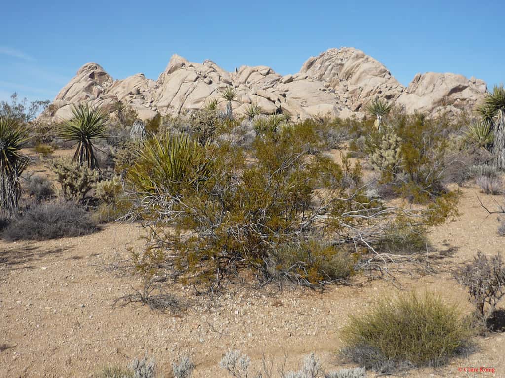 Mojave : les montagnes de granit. © Claire König - Tous droits réservés