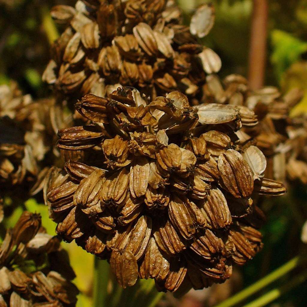 <em> Angelica archangelica</em>, <em>Apiaceae</em>. © H. Zell, CC by-nc 2.0