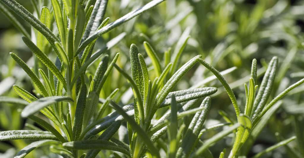Le romarin est une plante aromatique de Provence. © Brian Yarvin, Shutterstock