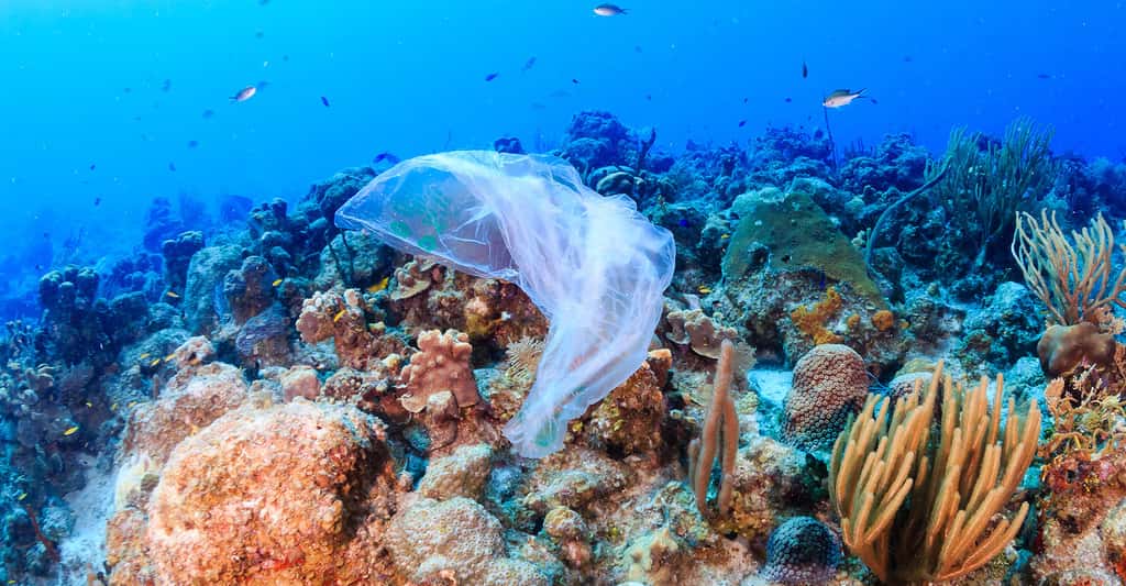 Quels sont les lois et programmes d'actions pour lutter contre les océans de plastique ? Ici, un sac plastique accroché à des coraux. © Whitcomberd, Fotolia