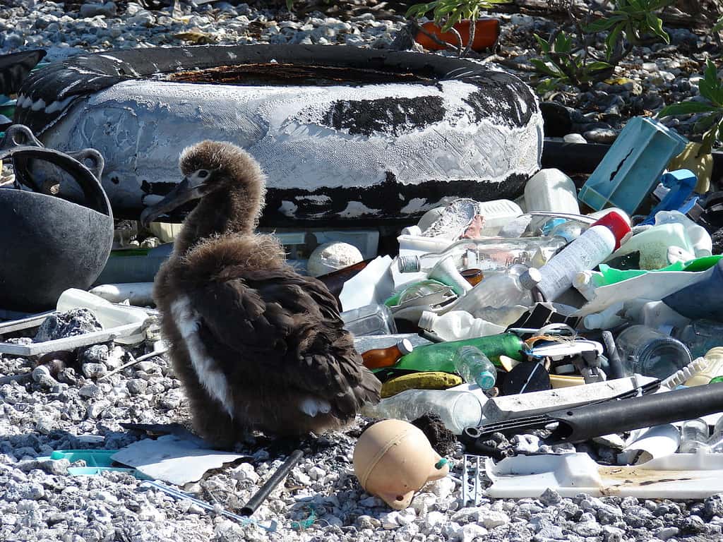 Poussin albatros nichant au milieu d'objets en plastique. © Forest &amp; Kim Starr, CC by-nc 3.0