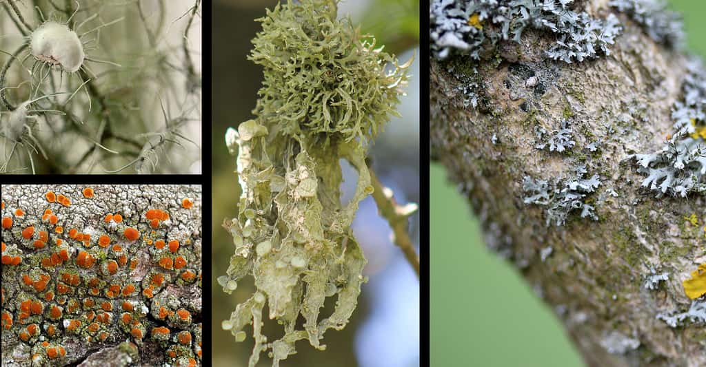 Biologie des lichens : symbiose lichénique et reproduction