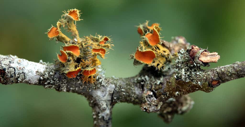 <em>Teloschistes chrysophthalmus</em> est une espèce de lichen fruticuleux qui se développe sur les branches d’arbustes exposées au Soleil. © Yannick Agnan - Tous droits réservés