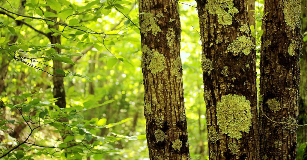 Lichens corticoles utilisés en biosurveillance des milieux forestiers. © Yannick Agnan - Tous droits réservés