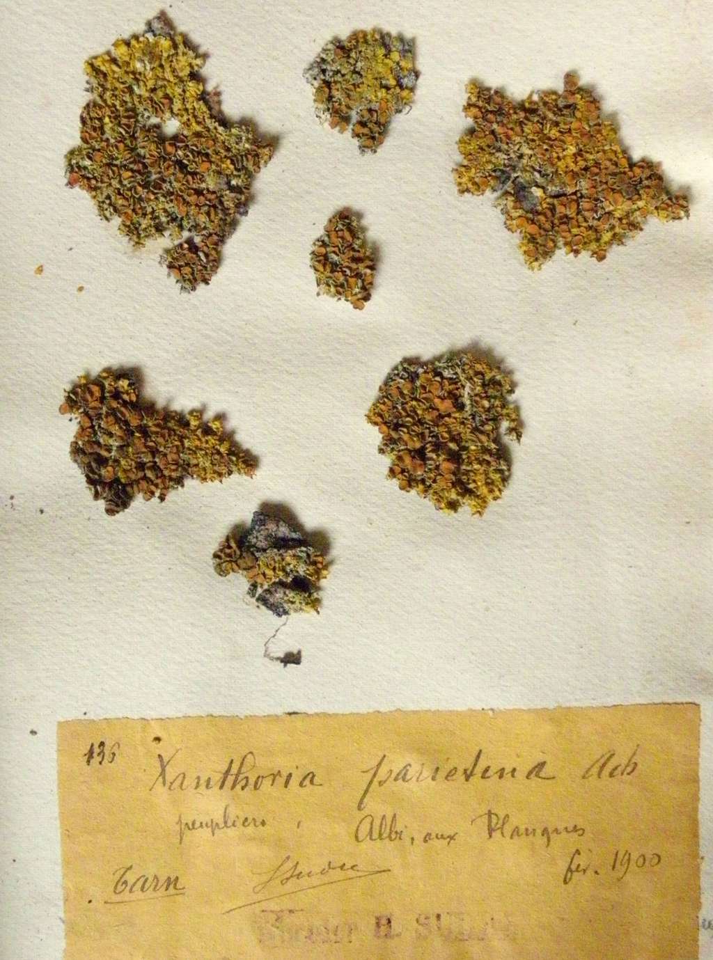 Échantillons d’herbier de <em>Xanthoria parietina</em> collectés dans le Tarn par Henri Sudre en 1900 (Université Paul Sabatier, Toulouse). © Yannick Agnan - Tous droits réservés