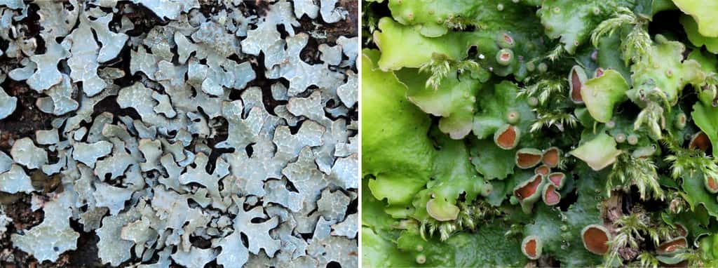 Les chlorolichens (<em>Parmelia sulcata</em>, à gauche) et les cyanolichens (<em>Lobaria virens</em>, à droite) sont les deux catégories de lichens. © Yannick Agnan - Tous droits réservés