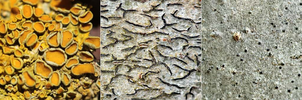 Structures de reproduction sexuée chez les lichens : apothécies (à gauche), lirelles (au centre) et périthèces (à droite). © Yannick Agnan - Tous droits réservés
