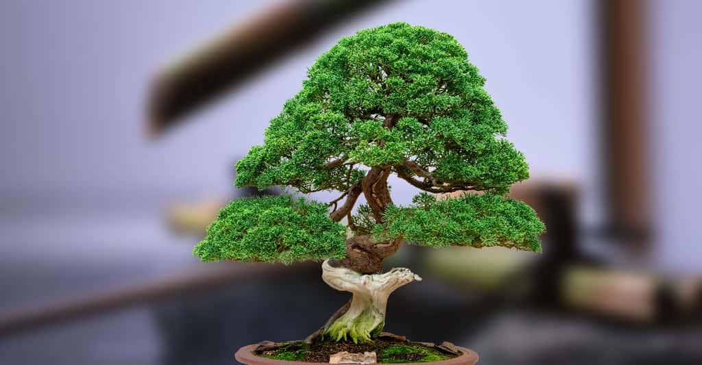 La culture et l'entretien du bonsaï comportent de nombreuses subtilités. © Daniel Gasienica, CC by-nc 2.0