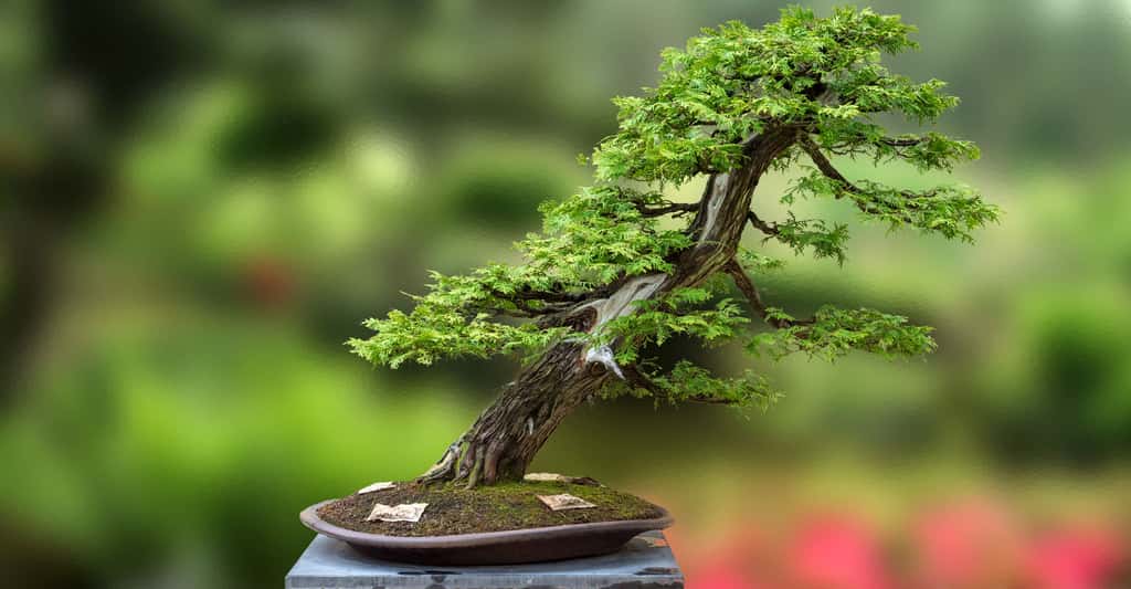 Le bonsaï, patrimoine de la culture japonaise