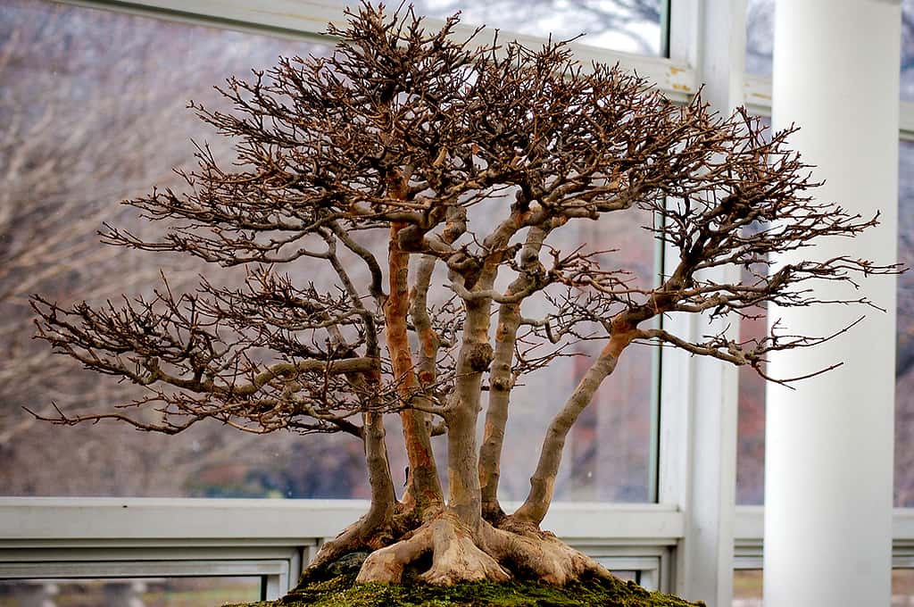 Photo de bonsaï prise au <em>Brooklyn Botanic Garden</em>. © Erica Joy, CC by-nc 2.0