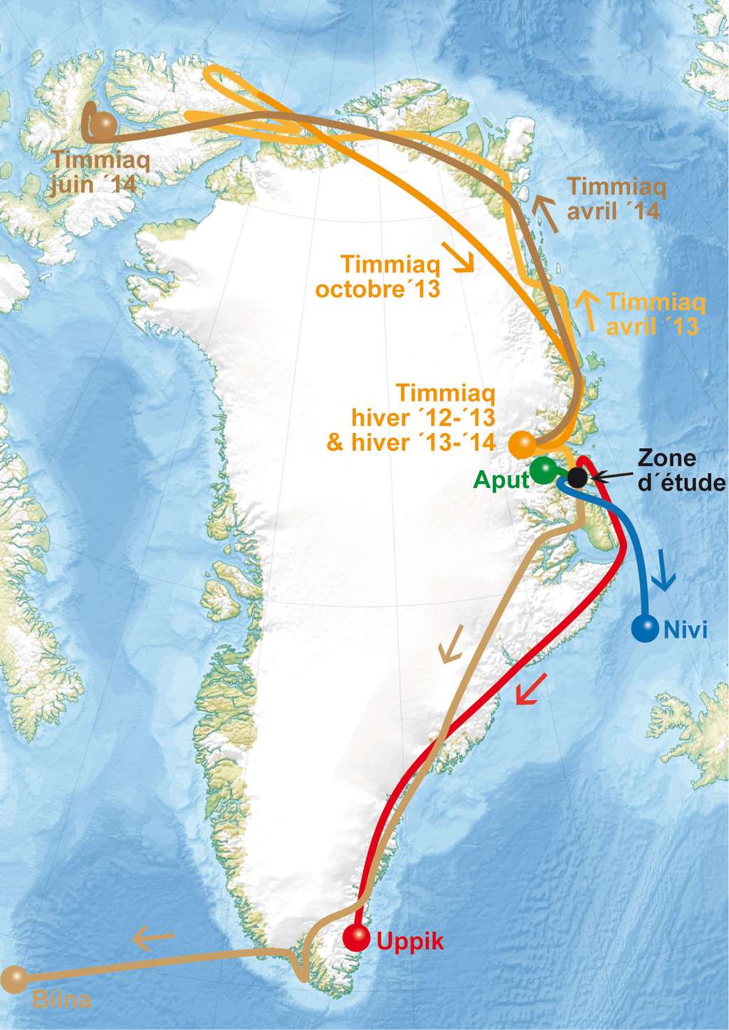 Les scientifiques ont suivi les déplacements de cinq chouettes harfangs munies de balises Argos sur l'île de Traill (nord-est du Groenland). Timmiaq est une femelle adulte, les quatre autres étaient des juvéniles. © LPO, tous droits réservés 