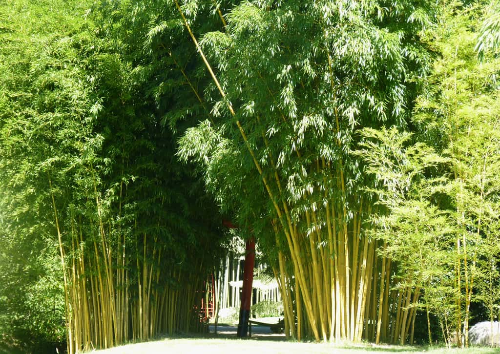 Le chaume de bambou, qui n'est autre que la tige de la plante, se développe très rapidement. © AB - Tous droits réservés