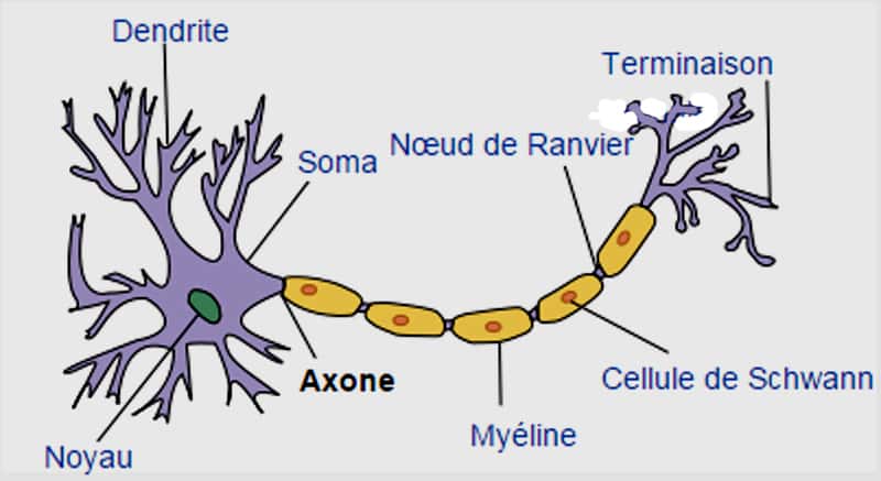 Les neurones récepteurs olfactifs (NRO) sont des neurones bipolaires. © Selket, CC by-nc 3.0
