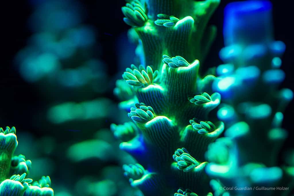 <em>Acropora tenius </em>est un corail dur branchu formé de nombreux petits polypes vivant en colonie. © Guillaume Holzer, Coral Guardian - Tous droits réservés, reproduction interdite