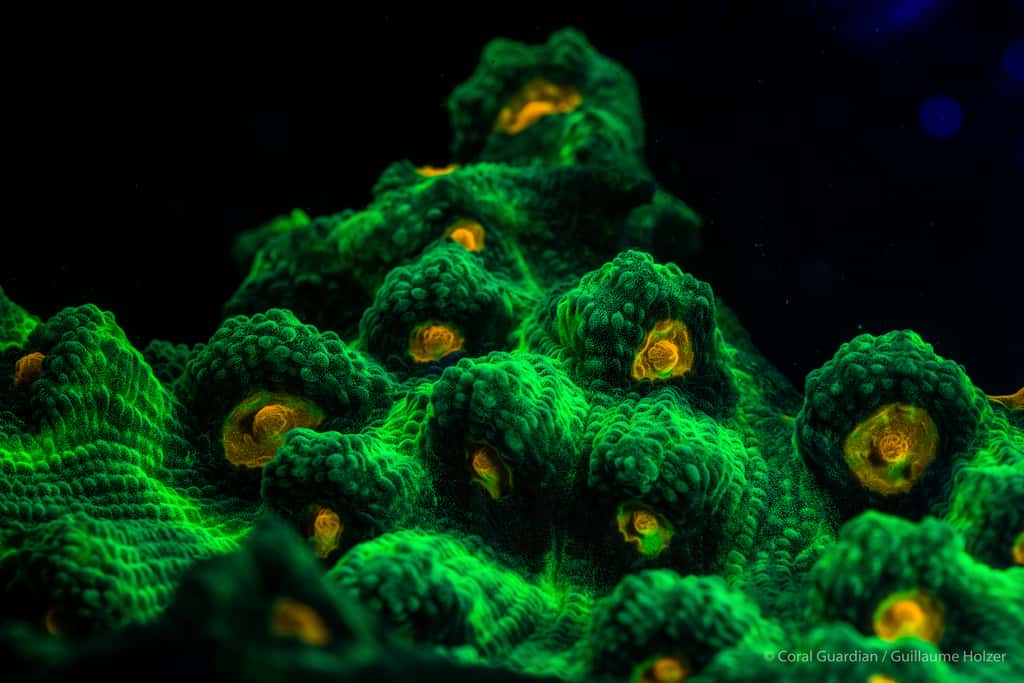 <em>Favia-sp</em> est un corail dur à croissance lente vivant en colonie. © Guillaume Holzer, Coral Guardian - Tous droits réservés, reproduction interdite