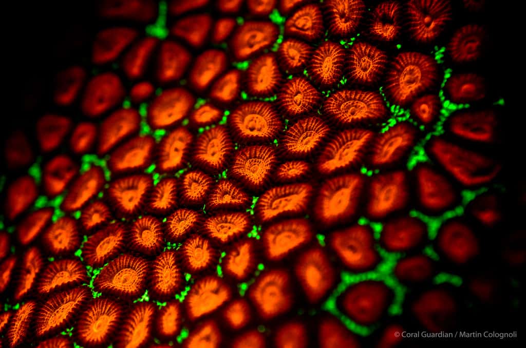 <em>Favia sp B.</em> est un corail dur à croissance lente vivant en colonie. © Martin Colognoli, Coral Guardian - Tous droits réservés, reproduction interdite